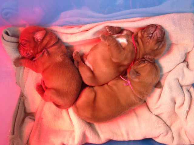 Puppies  2._29-12-2013 002.JPG